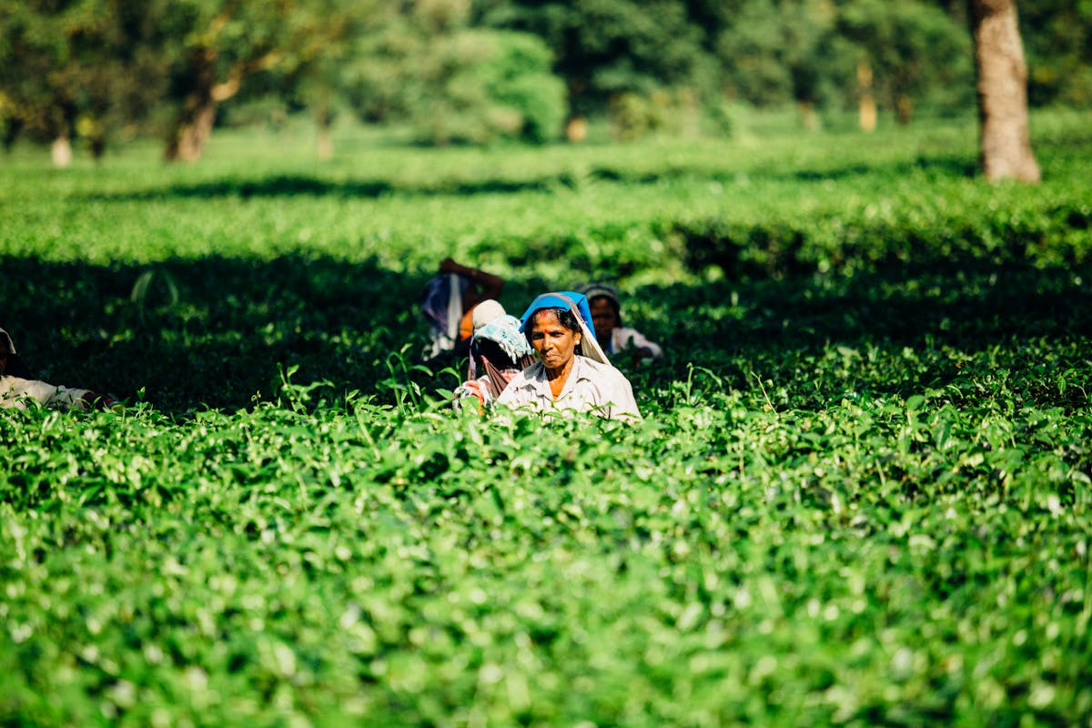 Rural community development activity